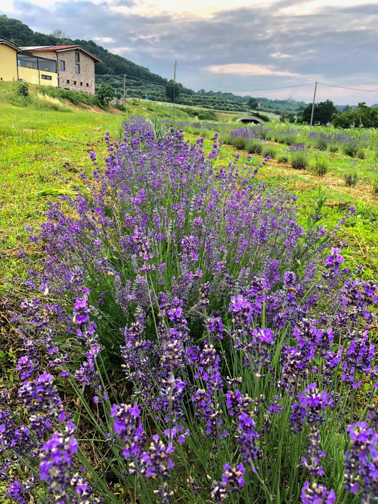 Agriturismo Al Mancino 로나토 외부 사진